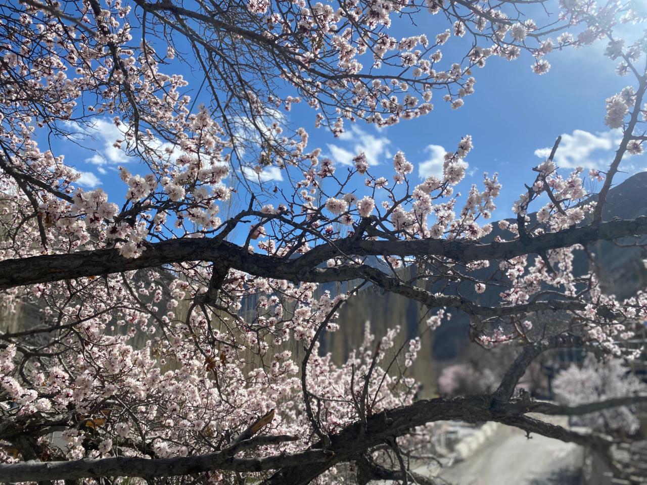 Apricot blossom trip